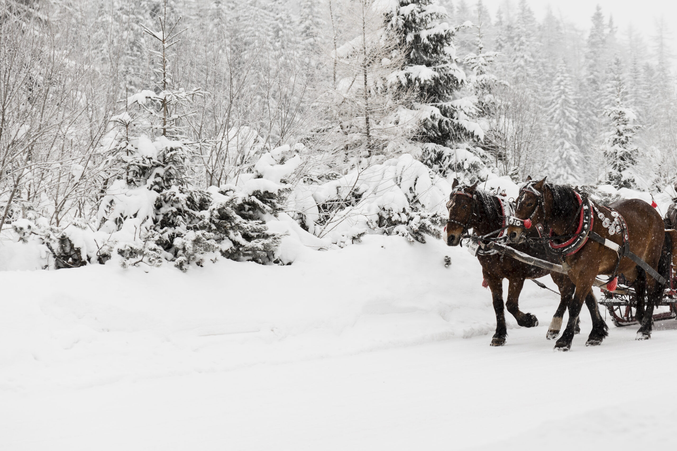 Eine Pferdekutsche im tiefsten Winter.